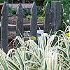 Arundo donax 'Variegata', habit
