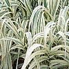 Arundo donax 'Variegata', habit