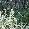 Arundo donax 'Variegata', habit