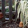 Arundo donax 'Variegata', habit