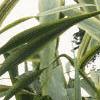 Arundo donax 'Variegata', leaves