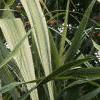 Arundo donax 'Variegata', leaves