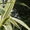 Arundo donax 'Variegata', leaves