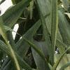 Arundo donax 'Variegata', leaves