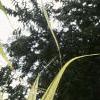 Arundo donax 'Variegata', leaves
