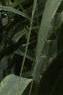 Arundo donax 'Variegata', leaves