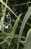 Arundo donax 'Variegata', leaves