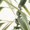 Arundo donax 'Variegata', leaves