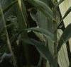 Arundo donax 'Variegata', leaves