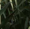 Arundo donax 'Variegata', leaves