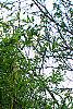 Bambusa multiplex 'Alphonse Karr', habit