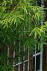 Bambusa multiplex 'Alphonse Karr', habit