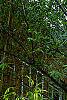 Bambusa multiplex 'Alphonse Karr', habit