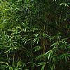 Bambusa multiplex 'Alphonse Karr', habit