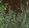 Calamogrostis x acutiflora 'Karl Foerster', habit