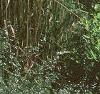 Calamogrostis x acutiflora 'Karl Foerster', habit