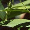 Chasmanthium latifolium, fruit