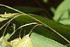 Chasmanthium latifolium, fruit