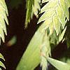 Chasmanthium latifolium, fruit