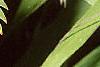 Chasmanthium latifolium, fruit