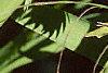 Chasmanthium latifolium, fruit