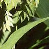 Chasmanthium latifolium, fruit