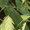 Chasmanthium latifolium, fruit