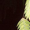Chasmanthium latifolium, fruit