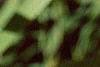 Chasmanthium latifolium, fruit