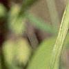 Chasmanthium latifolium, fruit