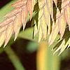Chasmanthium latifolium, fruit