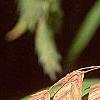 Chasmanthium latifolium, fruit