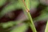 Chasmanthium latifolium, fruit