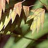 Chasmanthium latifolium, fruit