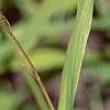 Chasmanthium latifolium, fruit