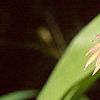 Chasmanthium latifolium, fruit