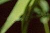 Chasmanthium latifolium, fruit