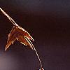 Chasmanthium latifolium, fruit