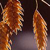 Chasmanthium latifolium, fruit