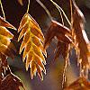 Chasmanthium latifolium, fruit