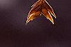 Chasmanthium latifolium, fruit