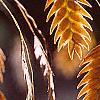 Chasmanthium latifolium, fruit