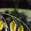 Chasmanthium latifolium, fruit