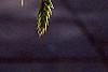 Chasmanthium latifolium, fruit