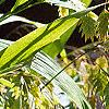 Chasmanthium latifolium, fruit