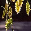 Chasmanthium latifolium, fruit
