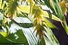 Chasmanthium latifolium, fruit