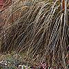 Cortaderia selloana 'Gold Band', habit
