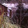 Cortaderia selloana 'Gold Band', habit