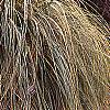 Cortaderia selloana 'Gold Band', habit